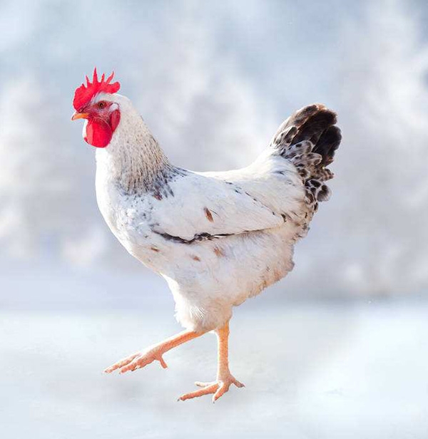 肉鸡场解决规划